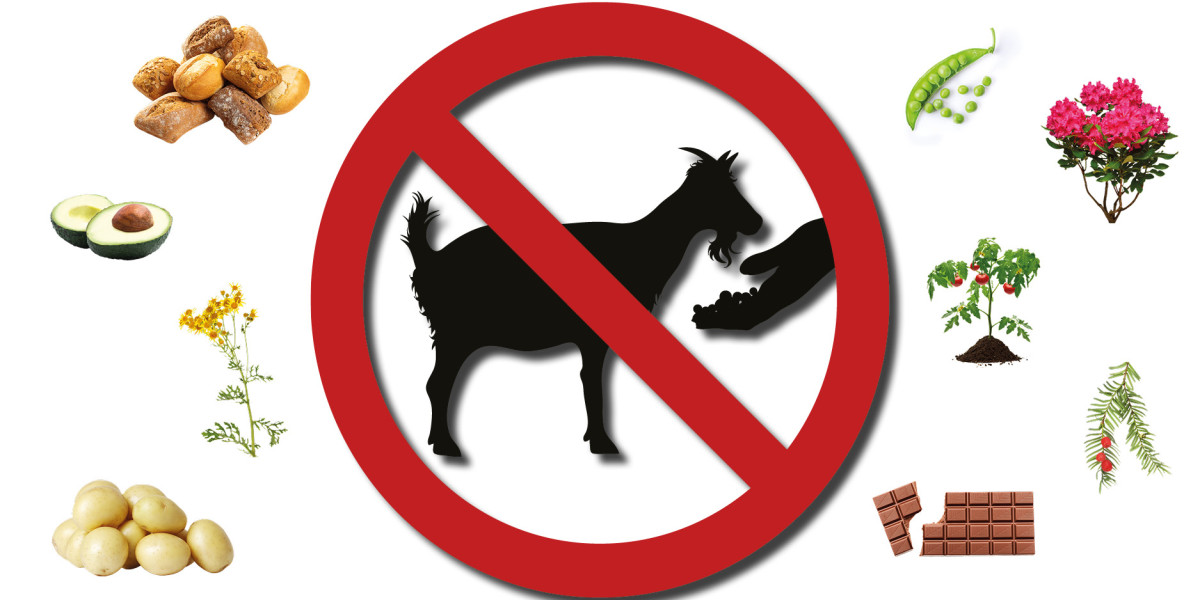 Was sollten Ziegen nicht fressen? Spezialfutter Neuruppin